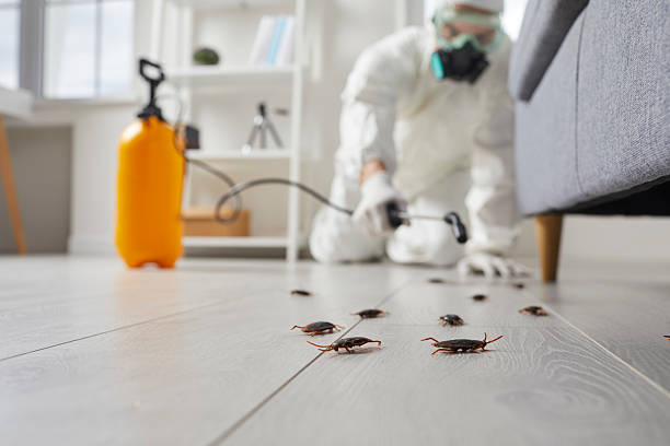 Trusted Cockroach Control service in Westville, NJ - Nex Pest Control